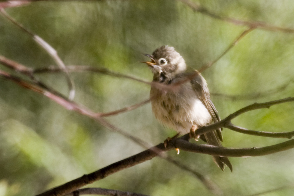 Brown-headed Honeyeater (Melithreptus brevirostris)